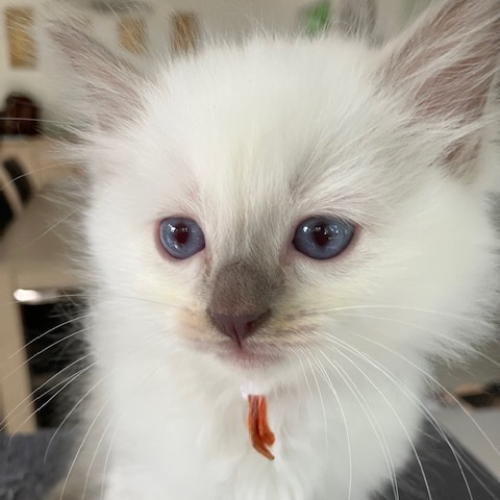 Foto van de poes