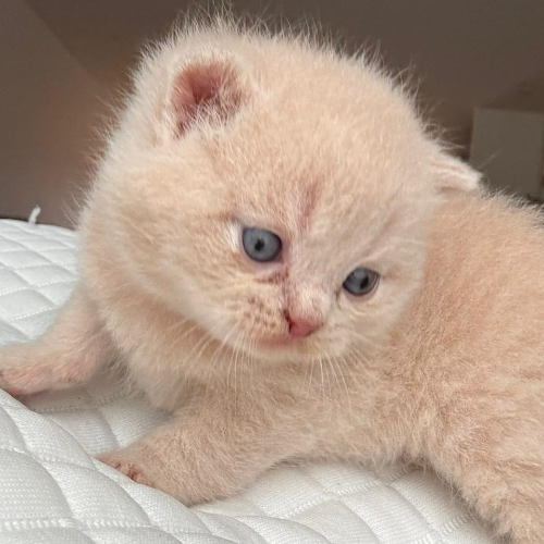 Foto van de poes