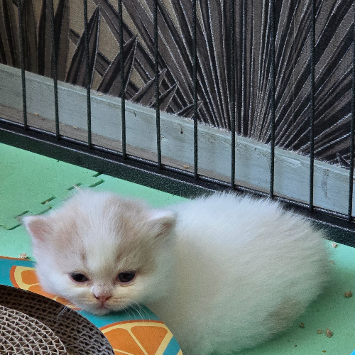 Foto van de poes