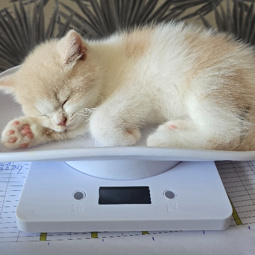 Foto van de poes