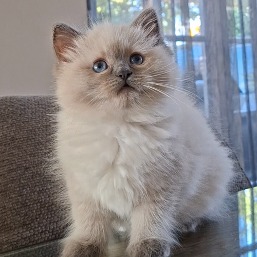 Foto van de poes