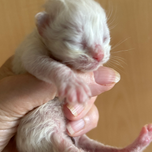 Foto van de poes