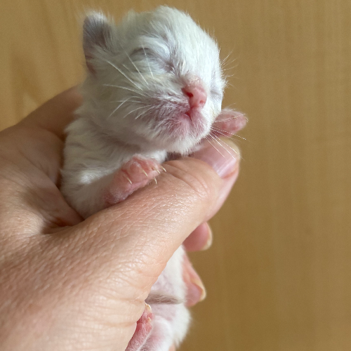 Foto van de poes