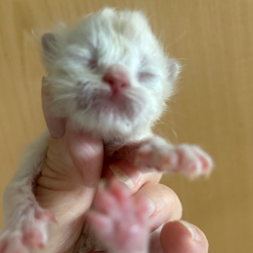 Foto van de poes