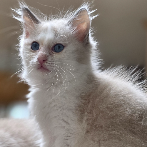 Foto van de poes