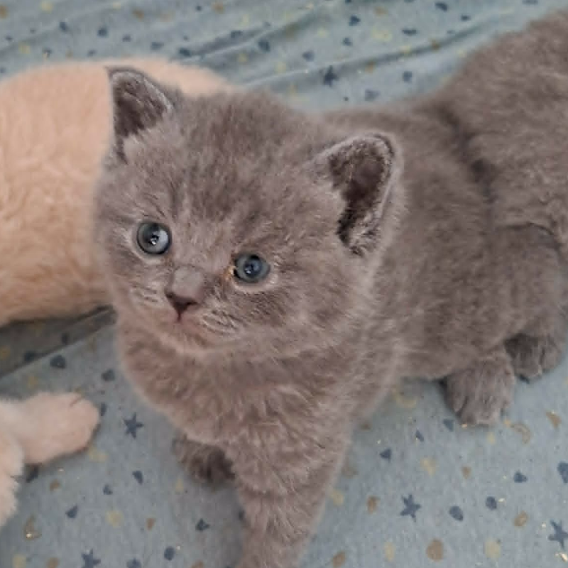 front.nest_image