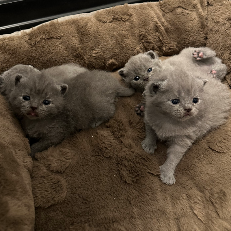 front.nest_image
