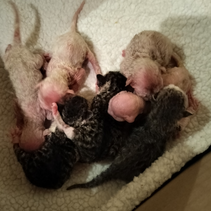 front.nest_image