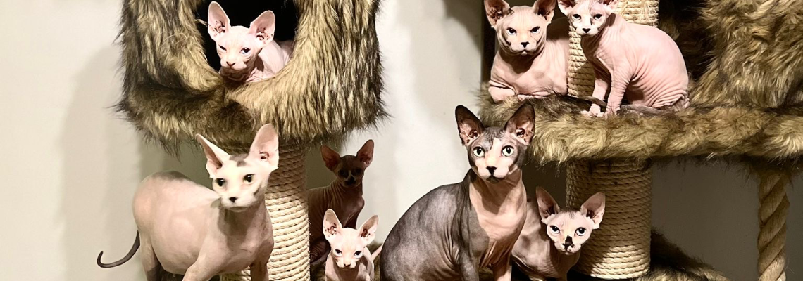 Profiel banner van $member->naam_kittenaccount)}}