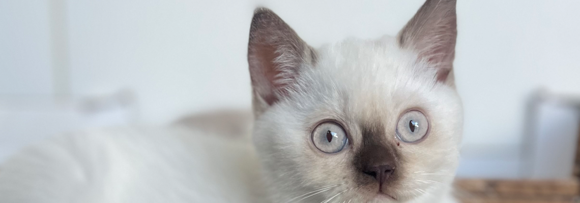 Profiel banner van $member->naam_kittenaccount)}}
