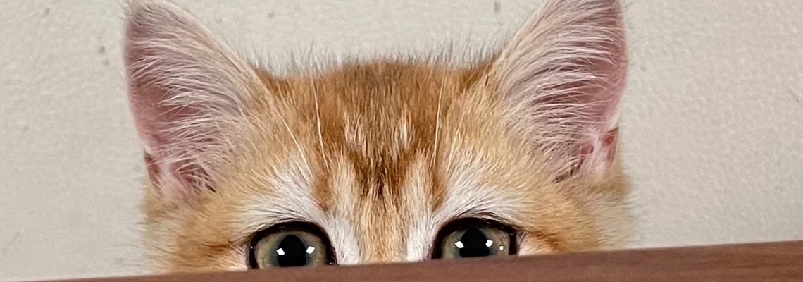 Profiel banner van $member->naam_kittenaccount)}}