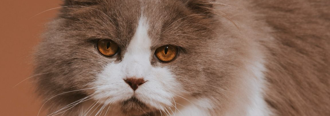 Profiel banner van $member->naam_kittenaccount)}}