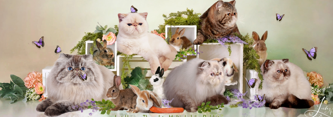 Profiel banner van $member->naam_kittenaccount)}}