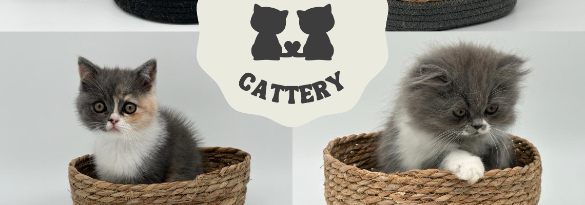 Profiel banner van $member->naam_kittenaccount)}}