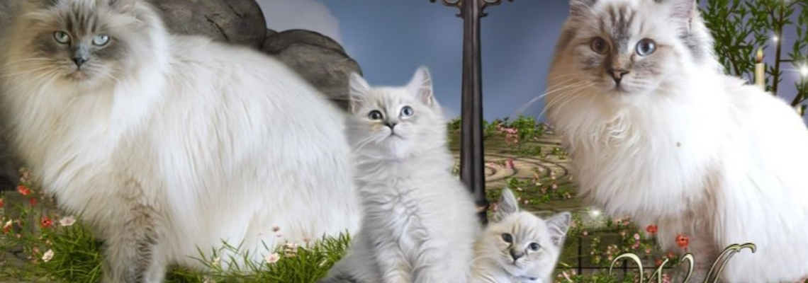 Profiel banner van $member->naam_kittenaccount)}}