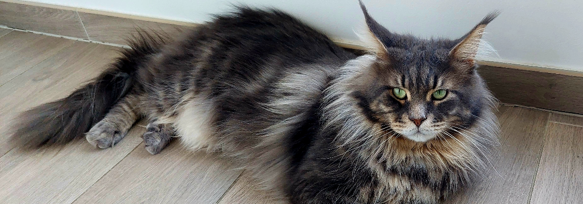 Profiel banner van $member->naam_kittenaccount)}}