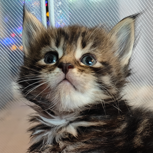 Profiel afbeelding van sarosascattery