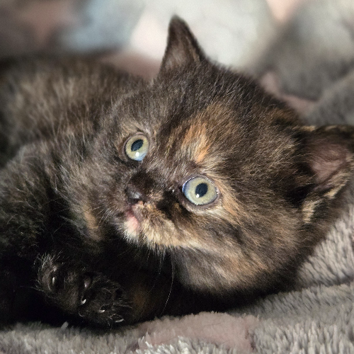 Profiel afbeelding van catsofinnocence