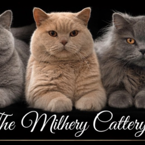 Profiel afbeelding van themilherycattery