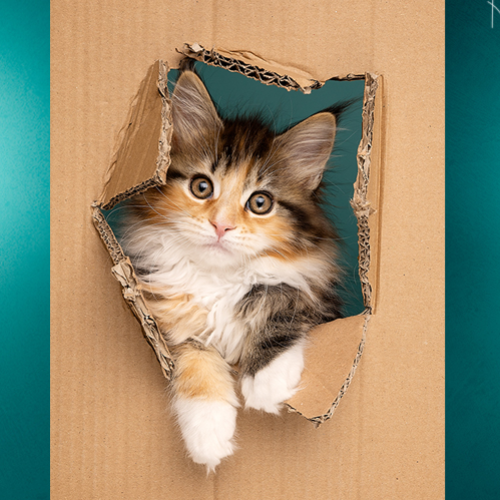 Profiel afbeelding van vandekerselaar