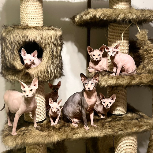 Profiel afbeelding van sphynxlovesyou