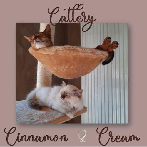 Profiel afbeelding van cinnamonandcream