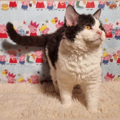 Profiel afbeelding van catterymickey