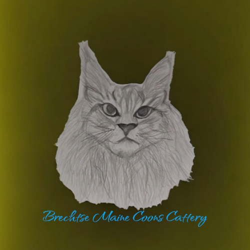 Profiel afbeelding van brechtsemainecoon