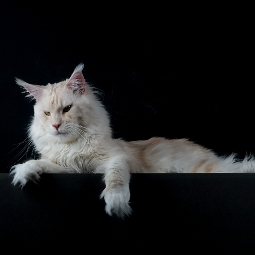 Profiel afbeelding van miraco