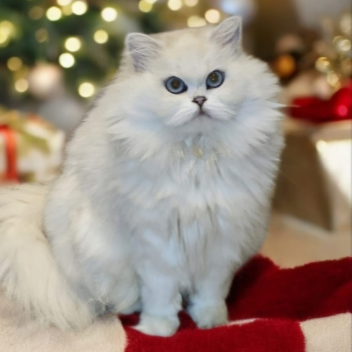 Profiel afbeelding van silversymphony