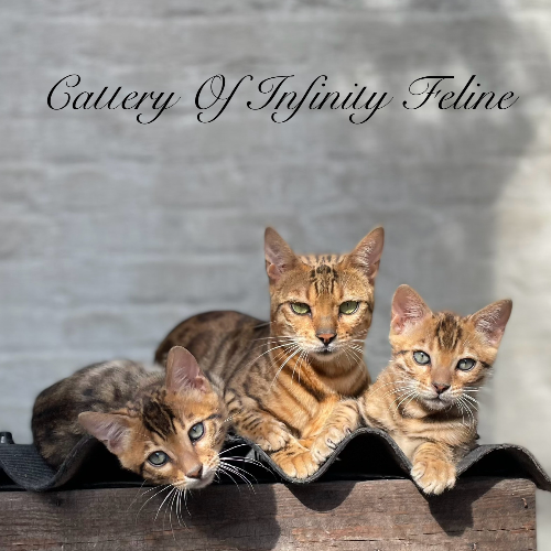 Profiel afbeelding van catfeline