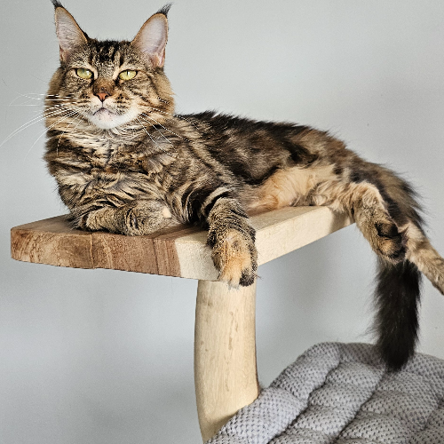 Profiel afbeelding van mainecoonspalace